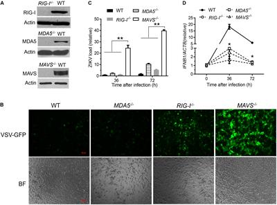 Zika Virus Non-structural Protein 4A Blocks the RLR-MAVS Signaling